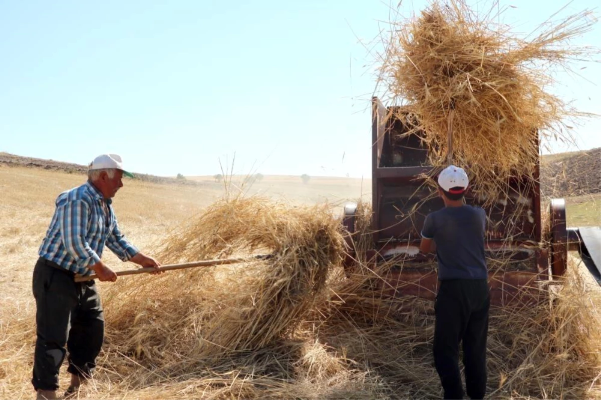 Erzincan’da Köylüler, Hayvanlarının Kışlık Yiyeceğini Çıkarmak İçin Patos Vuruyor